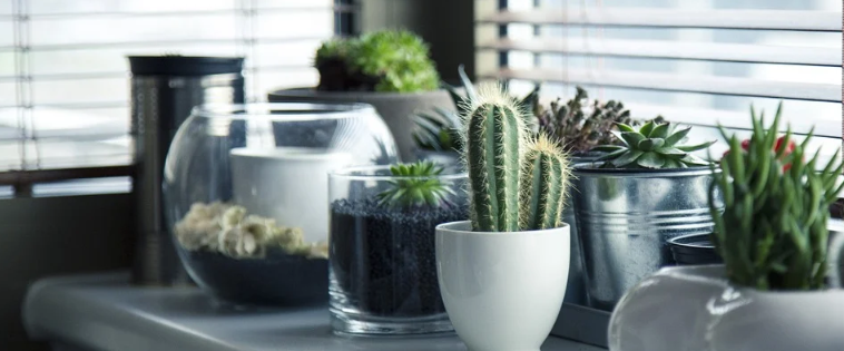 Cactus 
