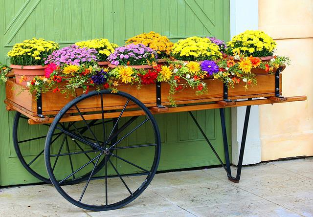 colorful flowers